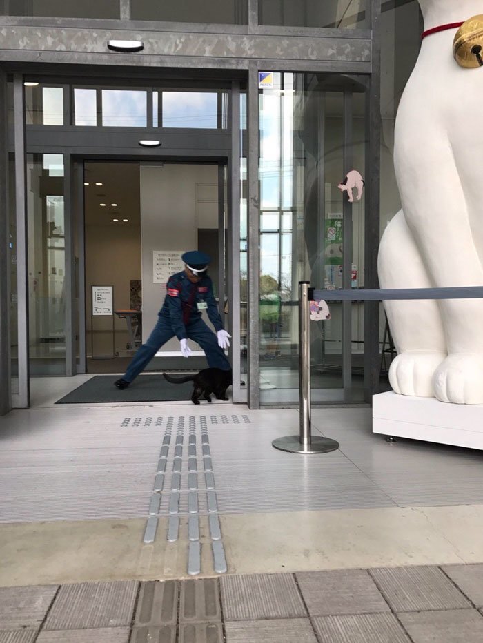 Two Cats In Japan Have Been Trying To Sneak Into A Museum For Years
