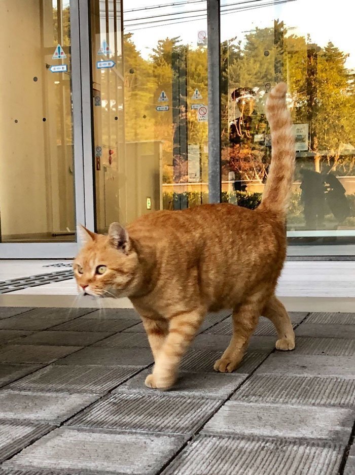 Two Cats In Japan Have Been Trying To Sneak Into A Museum For Years