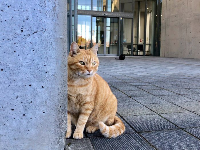 Two Cats In Japan Have Been Trying To Sneak Into A Museum For Years