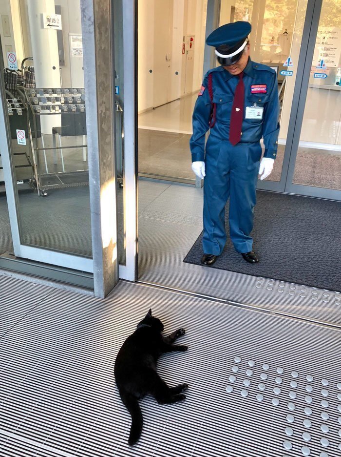 Two Cats In Japan Have Been Trying To Sneak Into A Museum For Years