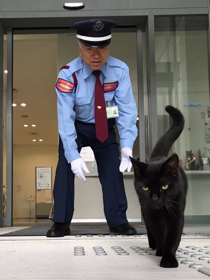 Two Cats In Japan Have Been Trying To Sneak Into A Museum For Years