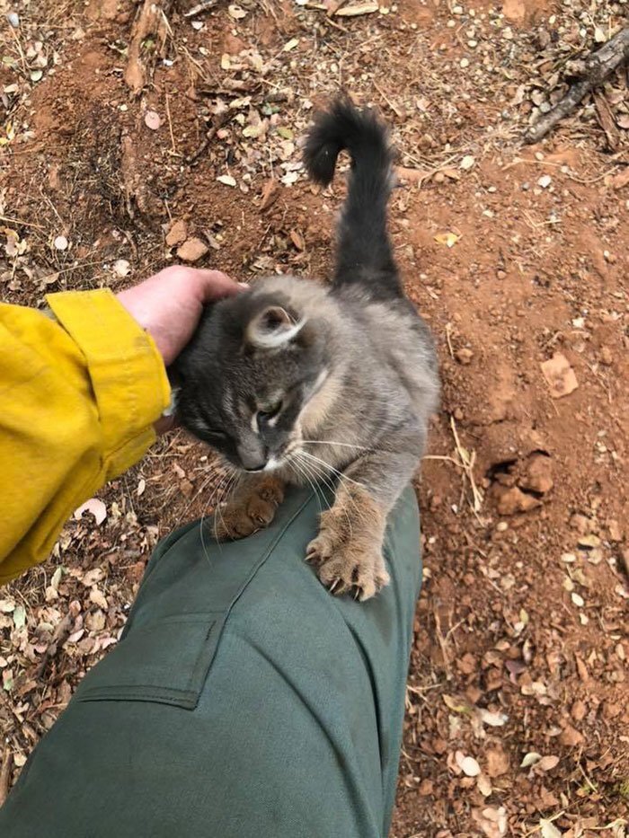Firefighter Saves Cat From Wildfire In California, And Now She Can’t Thank Him Enough