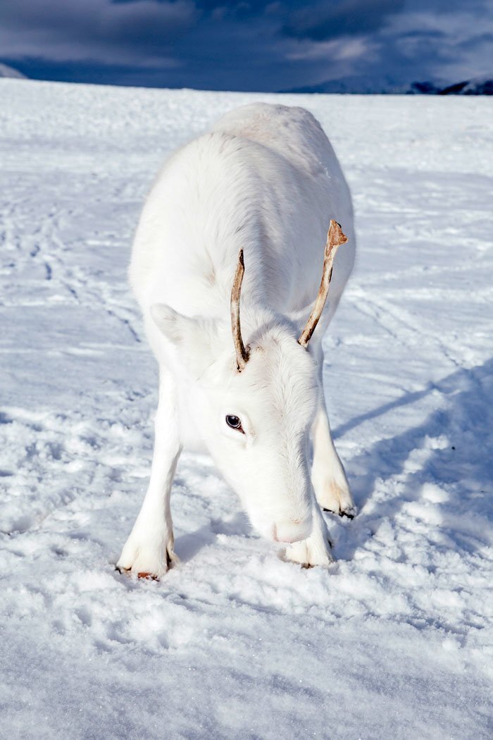 Photographer Captures Extremely Rare White Baby Reindeer While Hiking In Norway