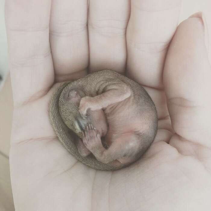 This Wild Squirrel Made A Nest For Her Baby In Her Rescuer’s Drawer And It’s Adorable