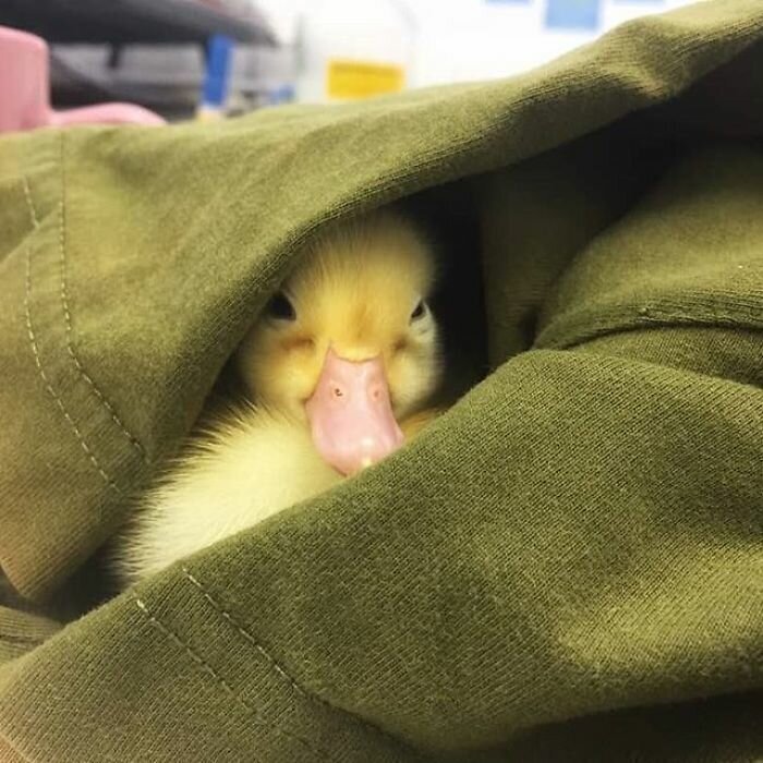 Woman Buys A Balut Egg In A Restaurant And Hatches The Duckling That’s Now Her Best Friend
