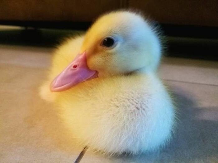 Woman Buys A Balut Egg In A Restaurant And Hatches The Duckling That’s Now Her Best Friend