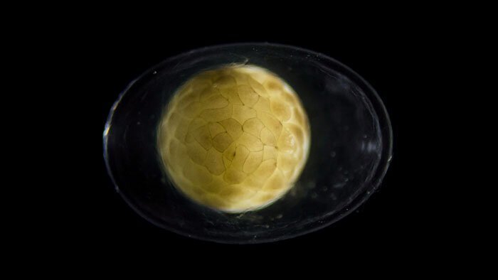 People Are Captivated By This Timelapse Of A Single Cell Becoming An Organism