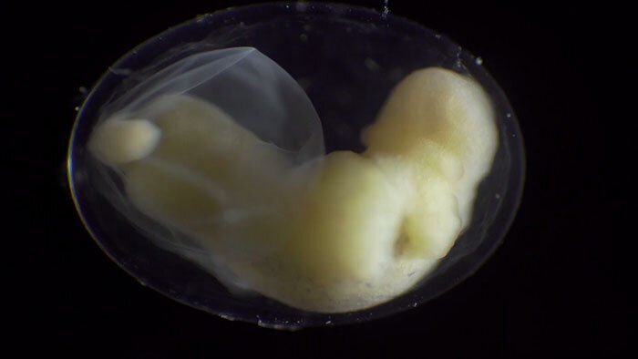People Are Captivated By This Timelapse Of A Single Cell Becoming An Organism