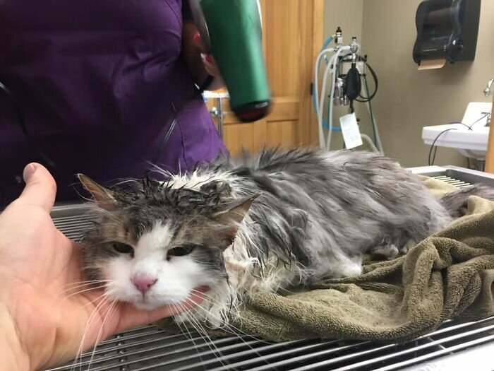 Cat Frozen In Snow Makes Miraculous Recovery After Veterinarians Spend Hours Fighting For Her Life