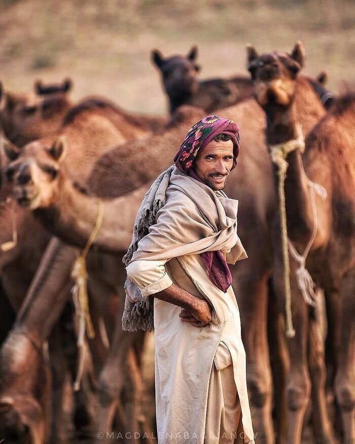 Rajasthani herder amongst his camels at the Pushkar Fair