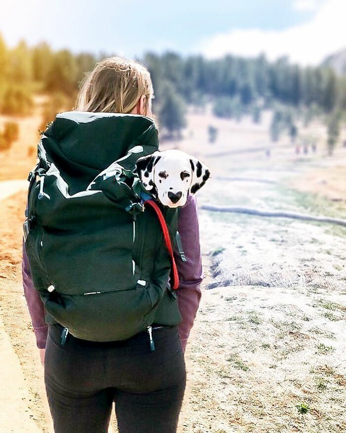 Wiley The Dalmatian Has A Heart On His Nose And People Are In Love