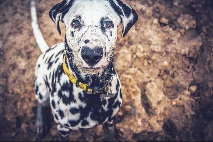 Wiley The Dalmatian Has A Heart On His Nose And People Are In Love