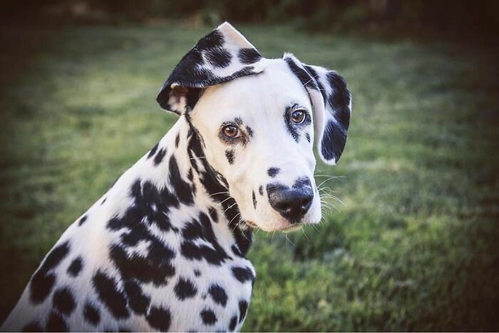 Wiley The Dalmatian Has A Heart On His Nose And People Are In Love