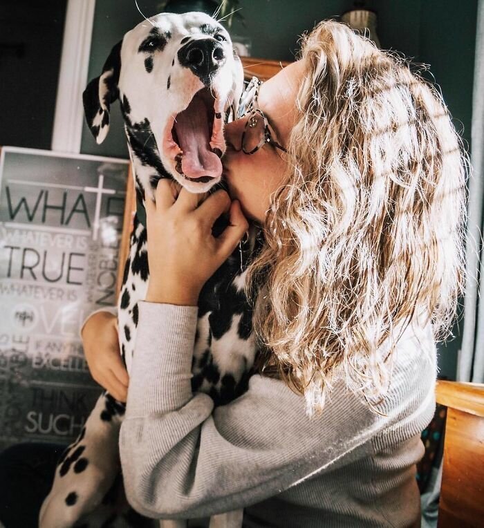 Wiley The Dalmatian Has A Heart On His Nose And People Are In Love