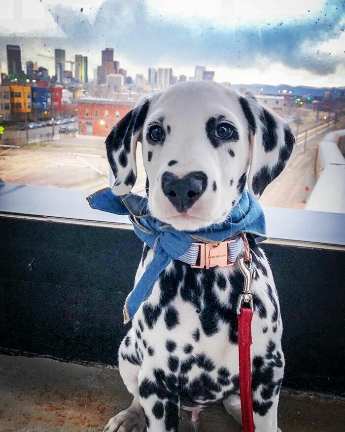 Wiley The Dalmatian Has A Heart On His Nose And People Are In Love