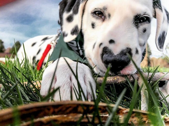 Wiley The Dalmatian Has A Heart On His Nose And People Are In Love