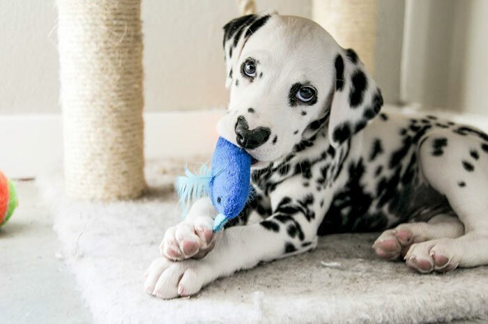 Wiley The Dalmatian Has A Heart On His Nose And People Are In Love