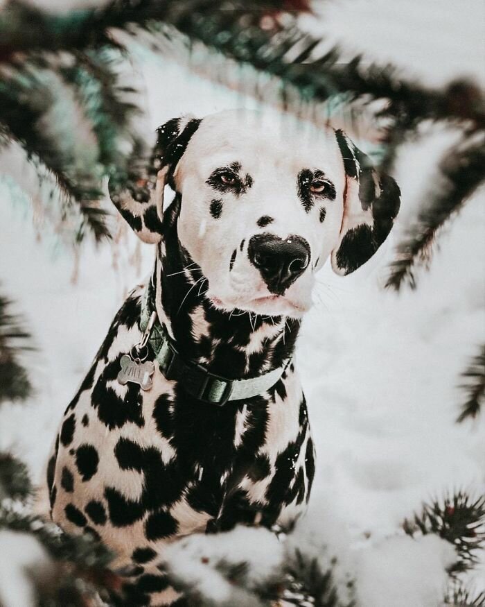 Wiley The Dalmatian Has A Heart On His Nose And People Are In Love