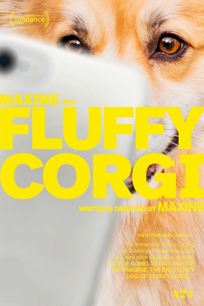 Fluffy Corgi