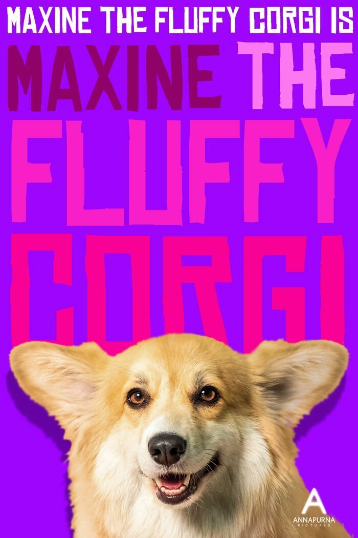 Maxine the Fluffy Corgi