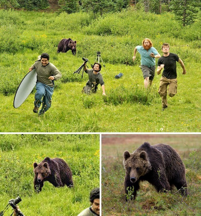 #19 Bear Chasing National Geographic Photographers
