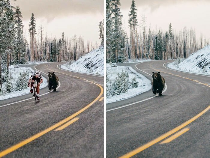 #15 Bear Chasing A Cycler