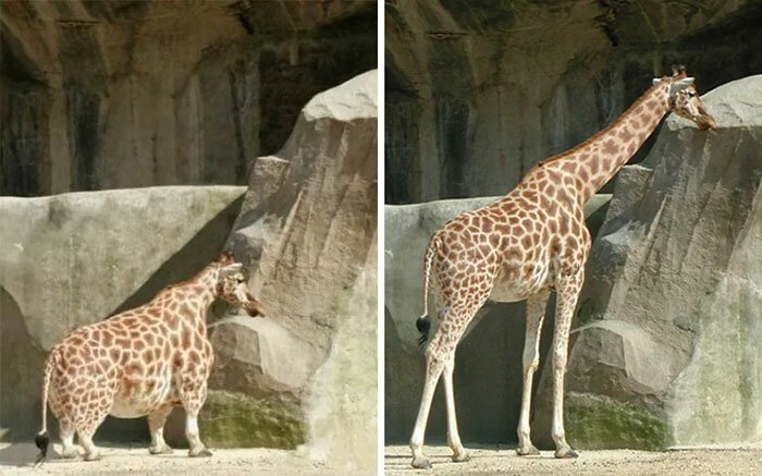 #17 Picture Of A Dwarf Giraffe