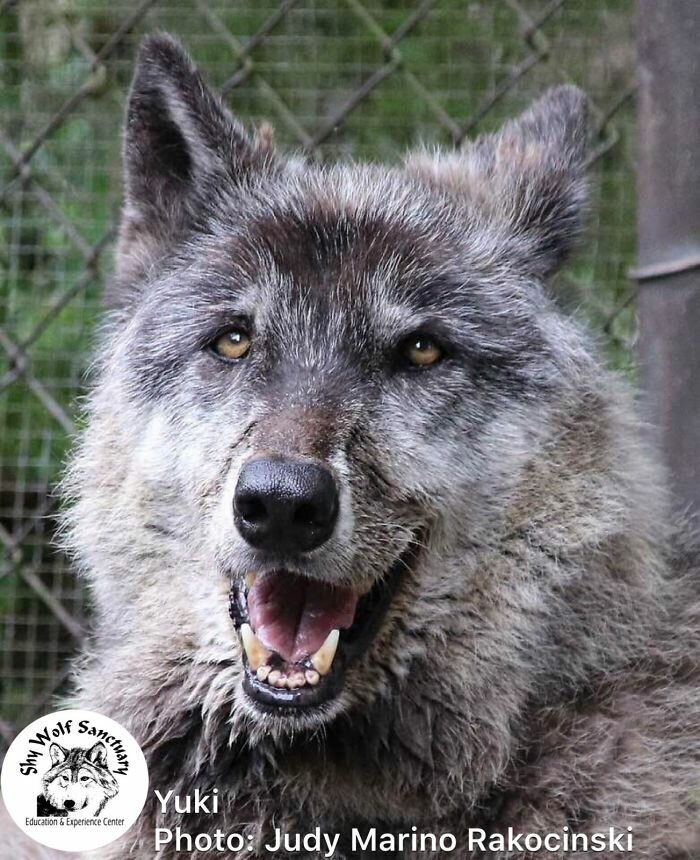 Owner Dumped Wolfdog At Kill Shelter When He Got Too Much, Luckily This Sanctuary Saved Hi
