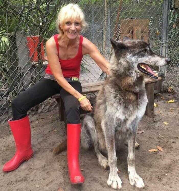 Owner Dumped Wolfdog At Kill Shelter When He Got Too Much, Luckily This Sanctuary Saved Hi