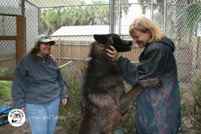 Owner Dumped Wolfdog At Kill Shelter When He Got Too Much, Luckily This Sanctuary Saved Hi