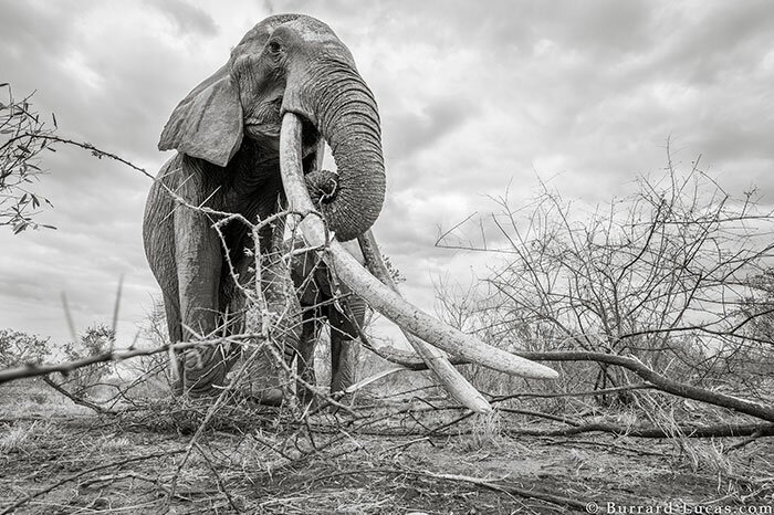 Last Photos Of The Legendary ‘Elephant Queen’ Before Her Death