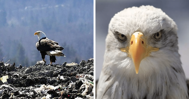 Eagles In Seattle Start Picking Up Litter From Landfills And Dumping Them Into People's Backyards