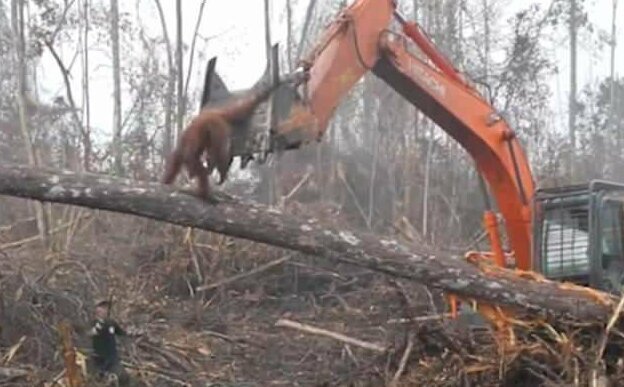 The seemingly distraught orangutan tries to grab on to the digger as it is lifted into the air