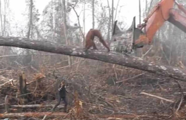 Footage shows the vulnerable beast walk across a fallen tree and lean towards the heavy machinery