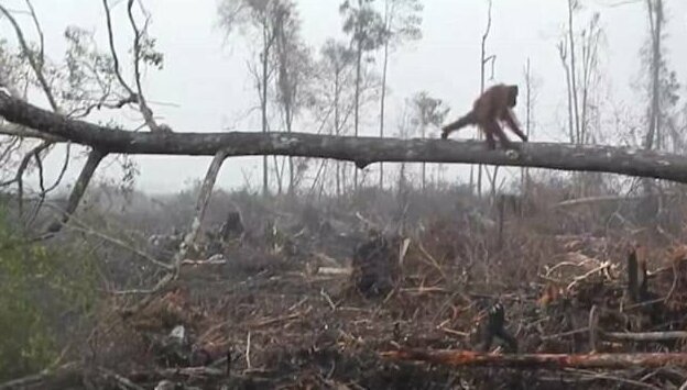 This is the harrowing moment an orangutan tries to defend its forest by grabbing at a digger