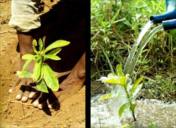 Photographer And His Wife Plant 2 Million Trees In 20 Years To Restore A Destroyed Forest