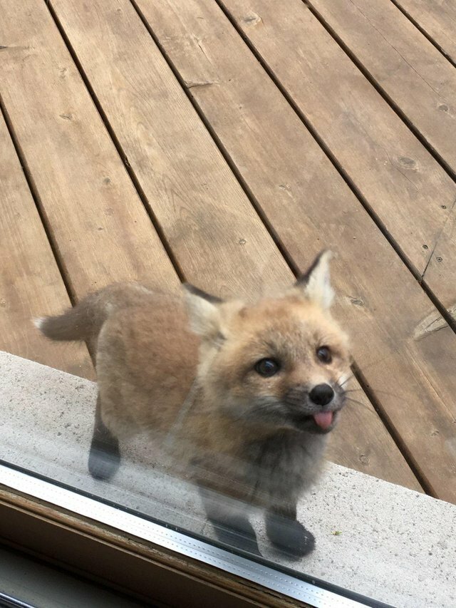 A baby fox showed up to say hi at my grandmother’s house