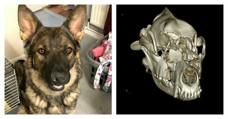Brave dog gets £6k bionic face in high-tech op after her skull was shattered in motorbike accident