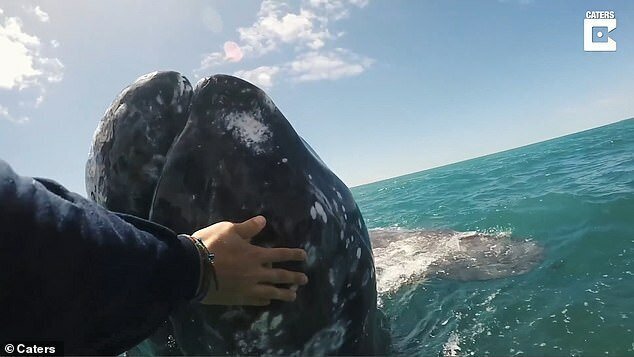 As the whale got closer to the vessel, Mr Miller continue rubbing her head with both hands