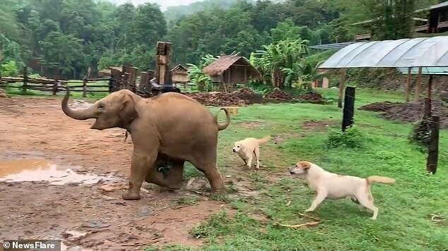 After T-noi got up again, the mutt and another dog chased the elephant back into his enclosure
