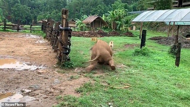 While chasing the dog, however, the elephant slipped on the muddy ground at the Rai Aomgord Phu Kao Organic Farm in Chiang Mai, northern Thailand