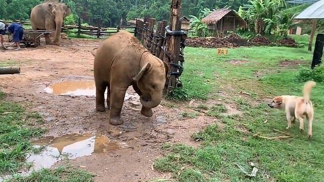 T-noi, pictured left, left his enclosure to chase a barking light brown Aspin dog, pictured right