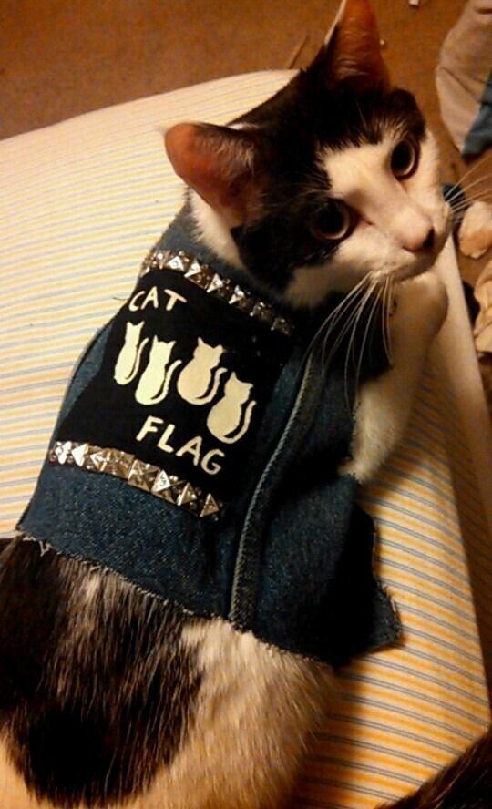 Nothing To See Here, Just Some Photos Of Cats Wearing Metal Battle Vests