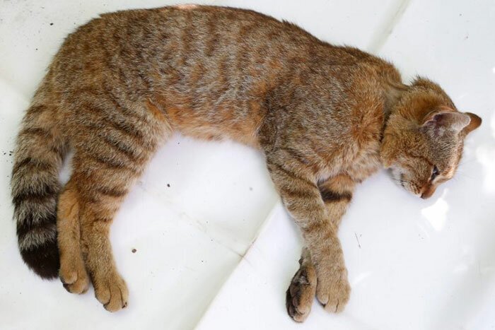 Scientists Discovered a New cat-fox Species Which Was Previously Believed To Be a Myth