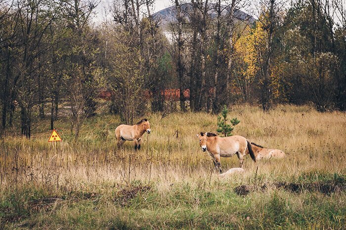 #5 Przewalski's Horses