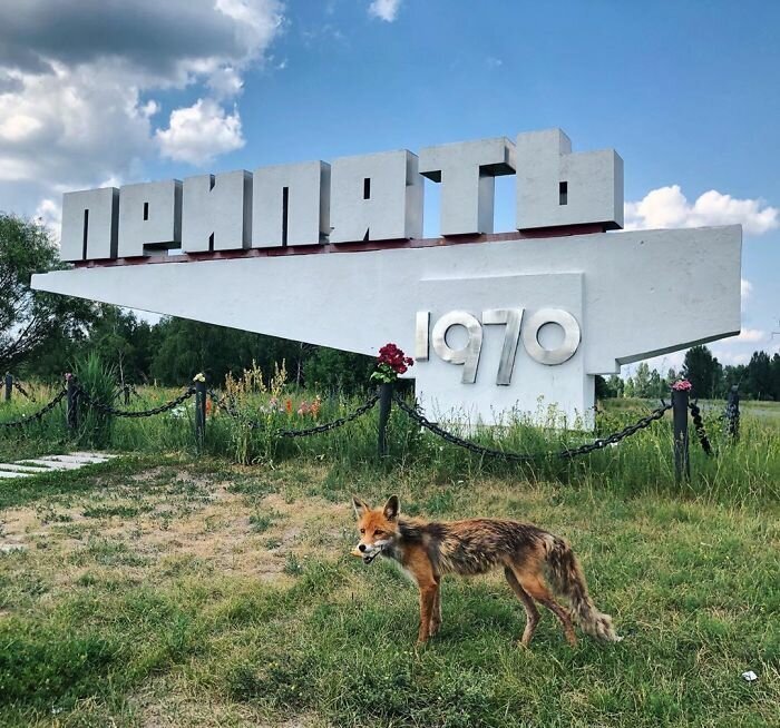 #1 I Finally Met The Famous Pripyat Fox Simon