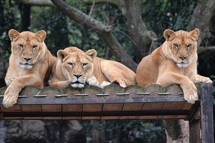 The real lions were not impressed