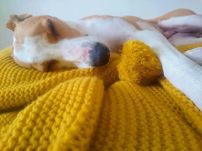 89-Year-Old Woman Has Knitted 450 Blankets For Shelter Dogs