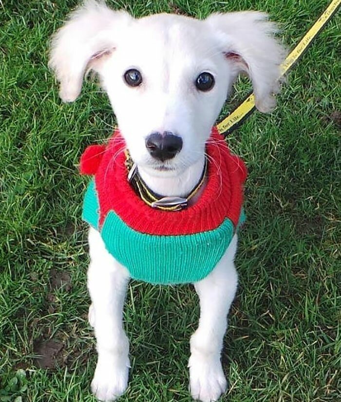 89-Year-Old Woman Has Knitted 450 Blankets For Shelter Dogs