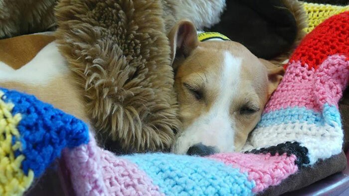 89-Year-Old Woman Has Knitted 450 Blankets For Shelter Dogs